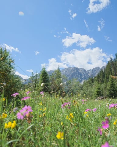 Spring wildflower meadow with mountain backdrop